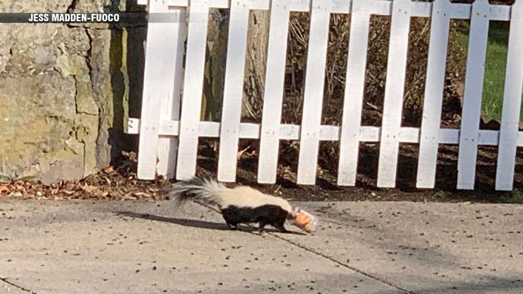 HYDE PARK SKUNK SAVED6 – Boston News, Weather, Sports | WHDH 7News