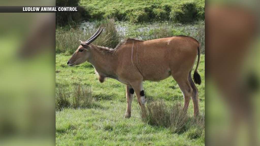 Authorities search for antelope that escaped western Mass. zoo - Vimarsana News