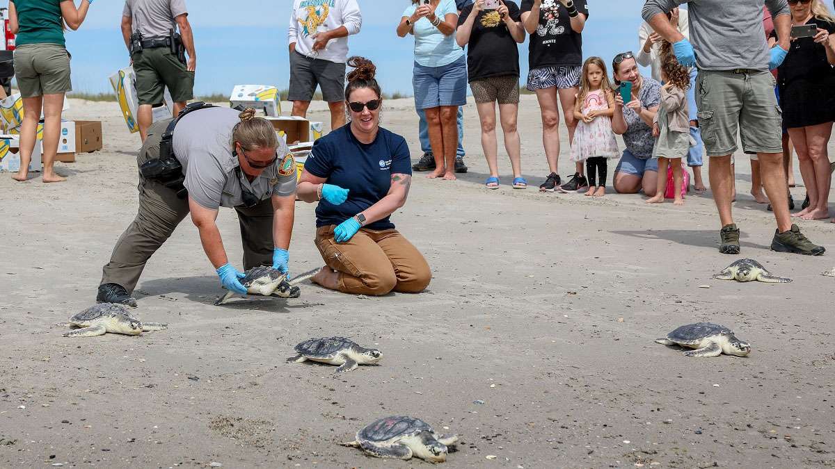 New England Aquarium releases dozens of rehabilitated sea turtles into ...