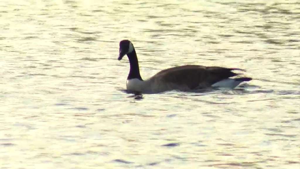 Health officials launch investigation after geese, swans found dead along shore in Swansea - Vimarsana News