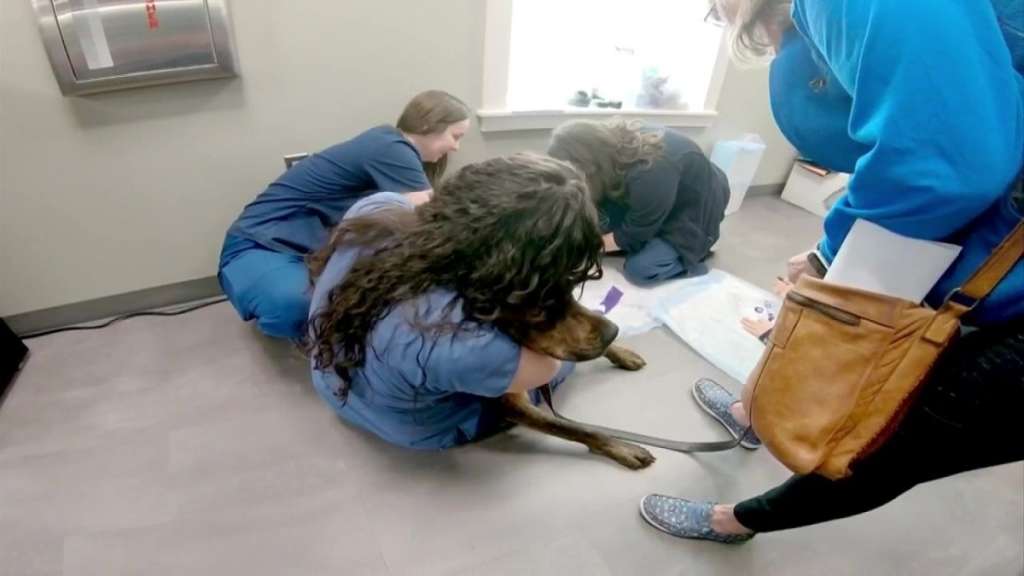 Canine blood drive honors fallen Yarmouth police sergeant, K-9 partner - Vimarsana News