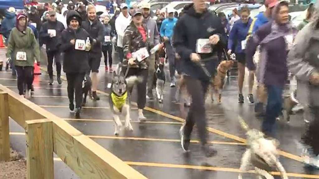 Dog-friendly 5K in Natick raises money for dog charities - Vimarsana News