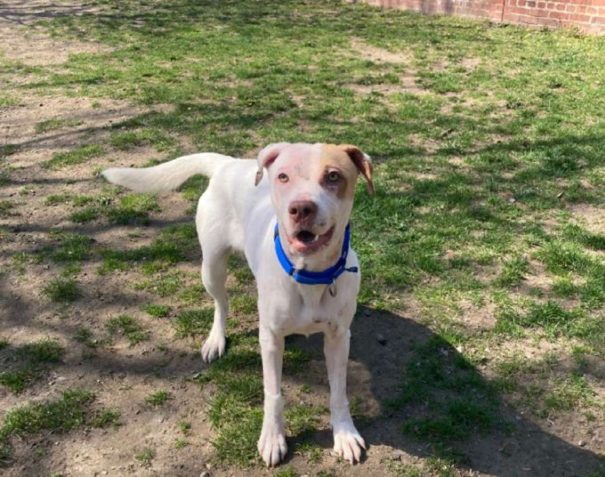 Police searching for owner of dog found injured, tied to pole in Granby ...