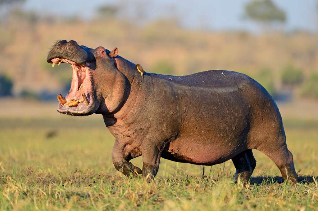 The Hippo (short for Hippopotamus Defense) is a setup that can be used