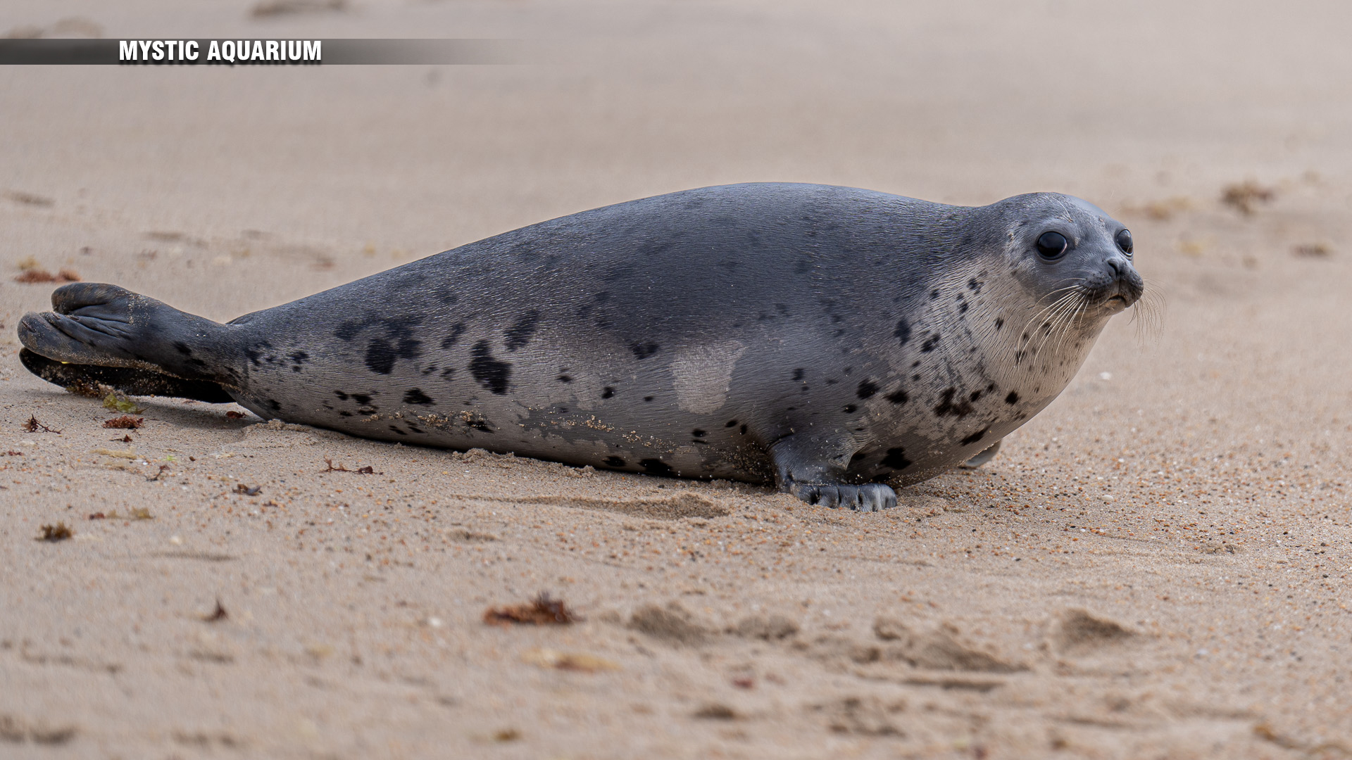 Bon Voyage, Mulberry & Habanero: Mystic Aquarium releases seals ...