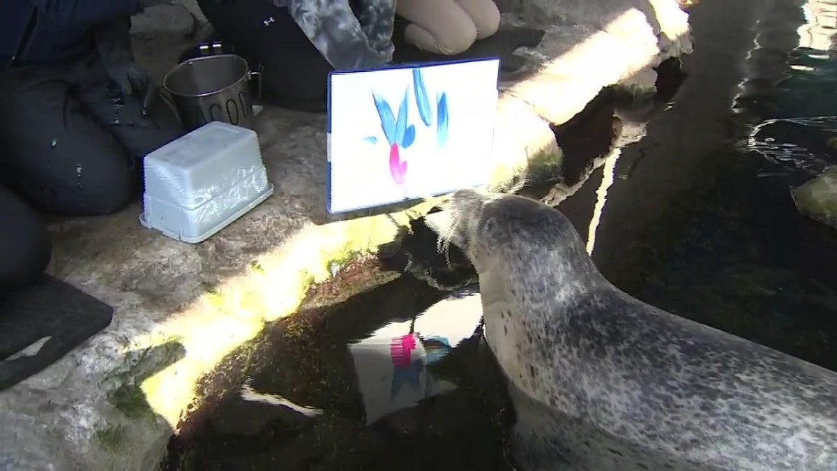 Seals show off painting skills through new experience available at New