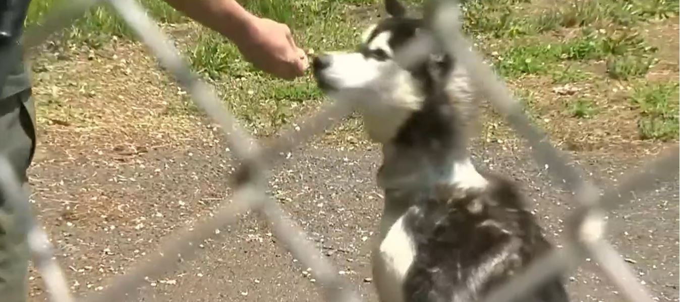 Police say dog found abused in Connecticut had 28inch chain embedded
