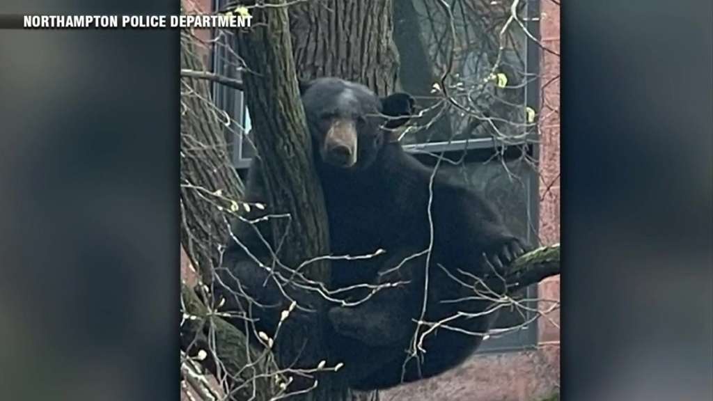Black bear gets stuck in tree in Northampton - Vimarsana News