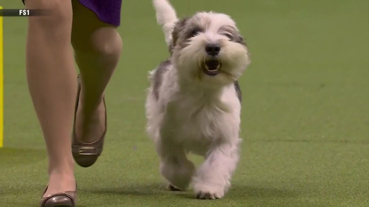 Buddy Holly the Petit Basset Griffon Vendéen wins best in show at Westminster Dog Show