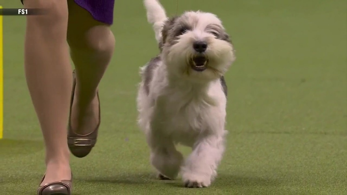 Buddy Holly the Petit Basset Griffon Vendéen wins best in show at
