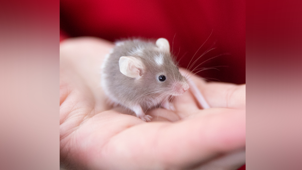 Animal Rescue League takes in hundreds of pet rodents surrendered