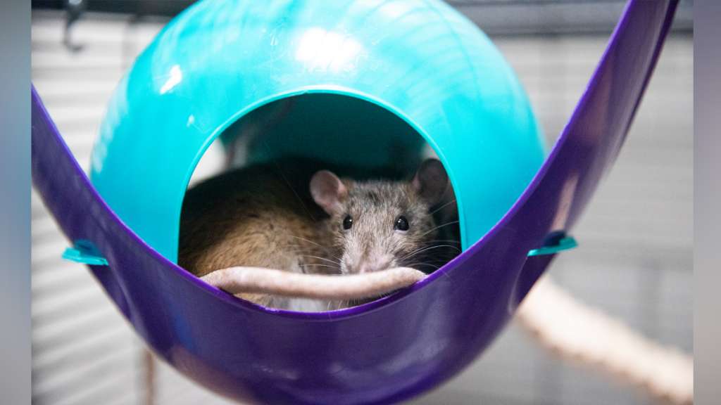 Animal Rescue League takes in hundreds of pet rodents surrendered by