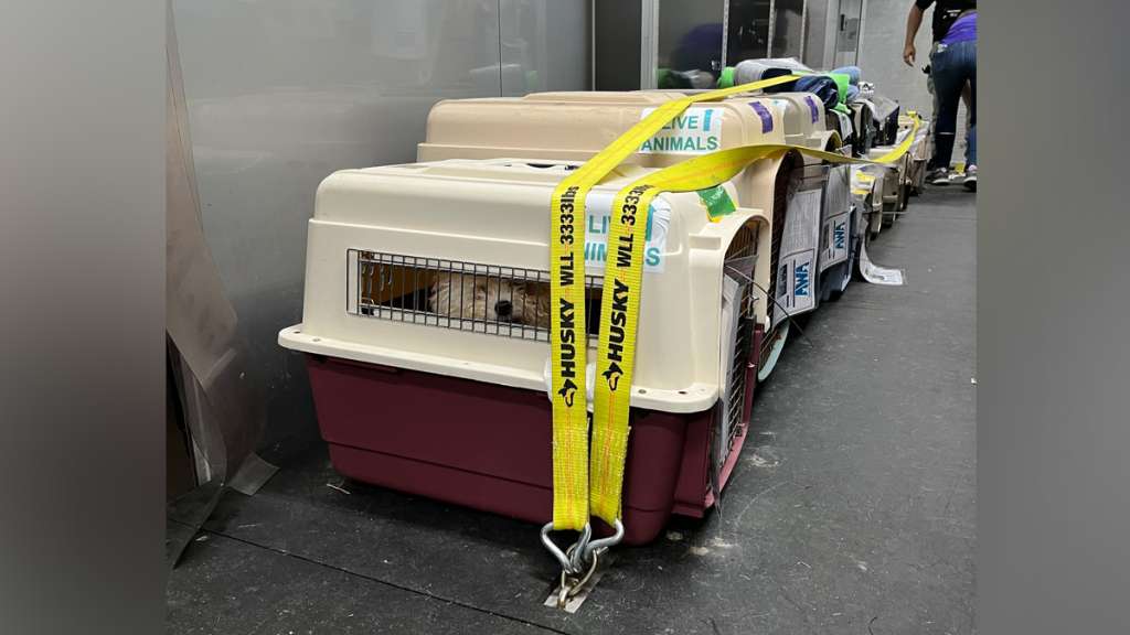 MSPCA Rescues 21 Cats, Dogs From 'Hoarding House' – NBC Boston
