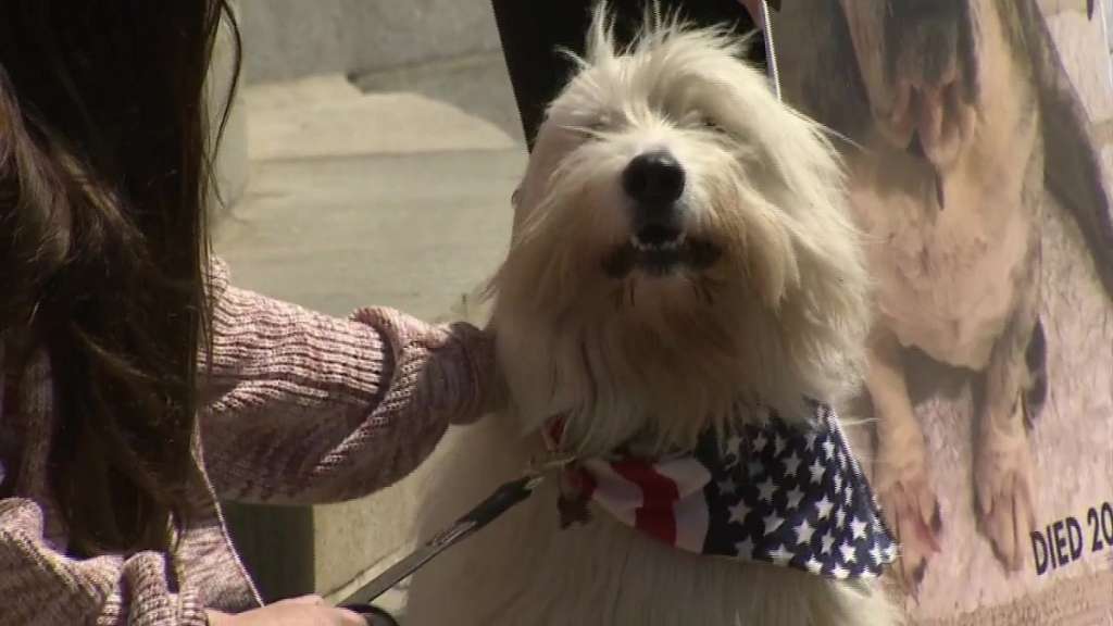 Members of Ollie's Law Coalition hold rally at State House to protect pets – Boston News, Weather, Sports - Vimarsana News