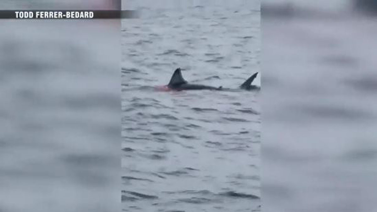 WATCH: First white shark of the season spotted off Cape Cod - Boston