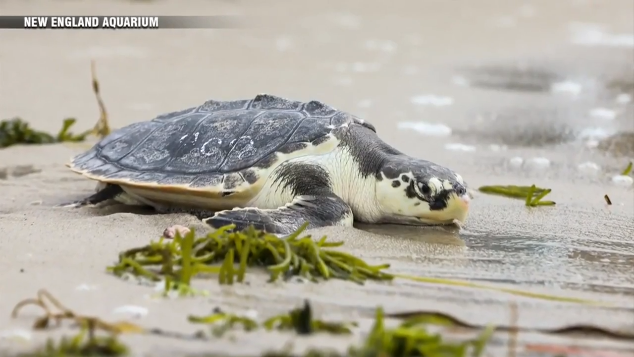 Endangered Sea Turtles Released Back Into Wild After Months Of ...