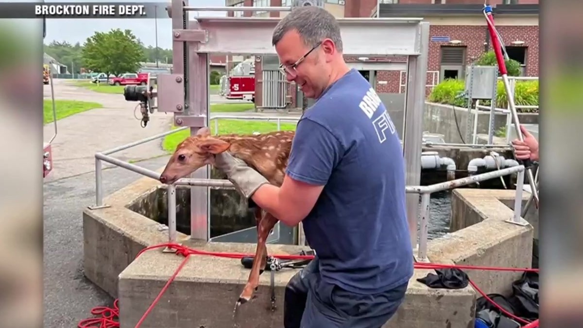 Firefighters rescue baby deer stuck in sewer drain in Brockton Boston