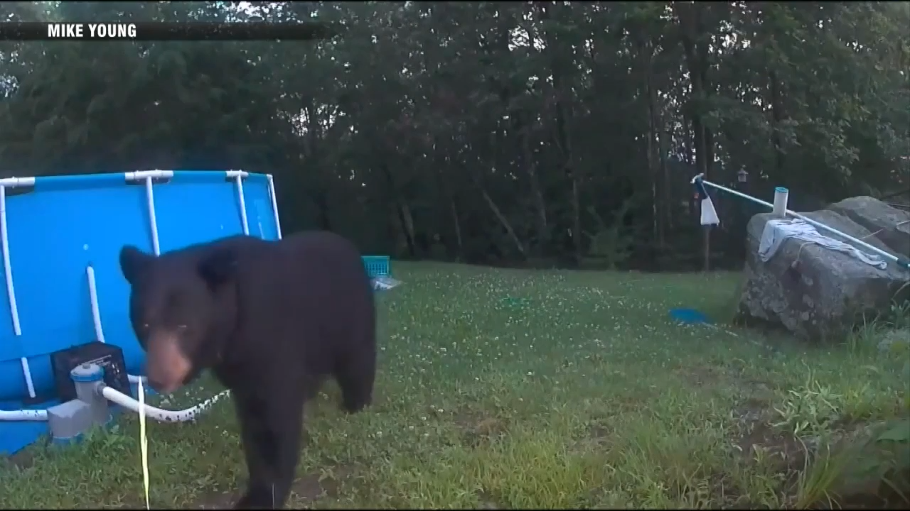 Mama bear with three cubs spotted in a Templeton backyard - Boston News ...