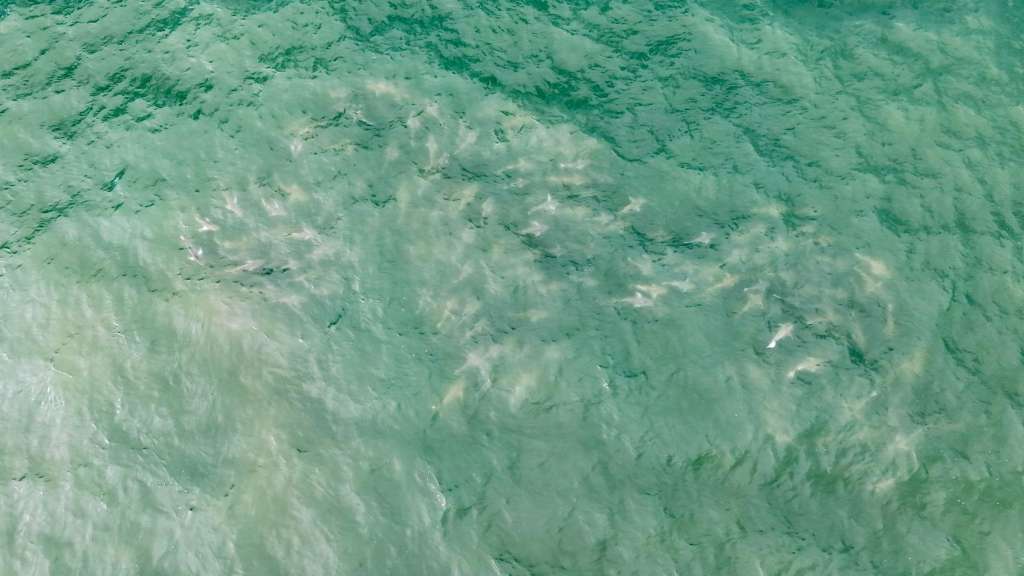 authorities-ramp-up-shark-patrols-along-new-york-s-long-island-after-5