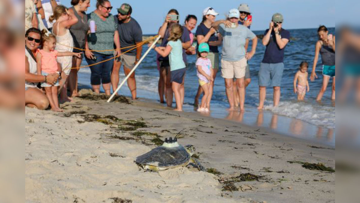 WATCH Rescued sea turtles released back into the ocean off the Cape