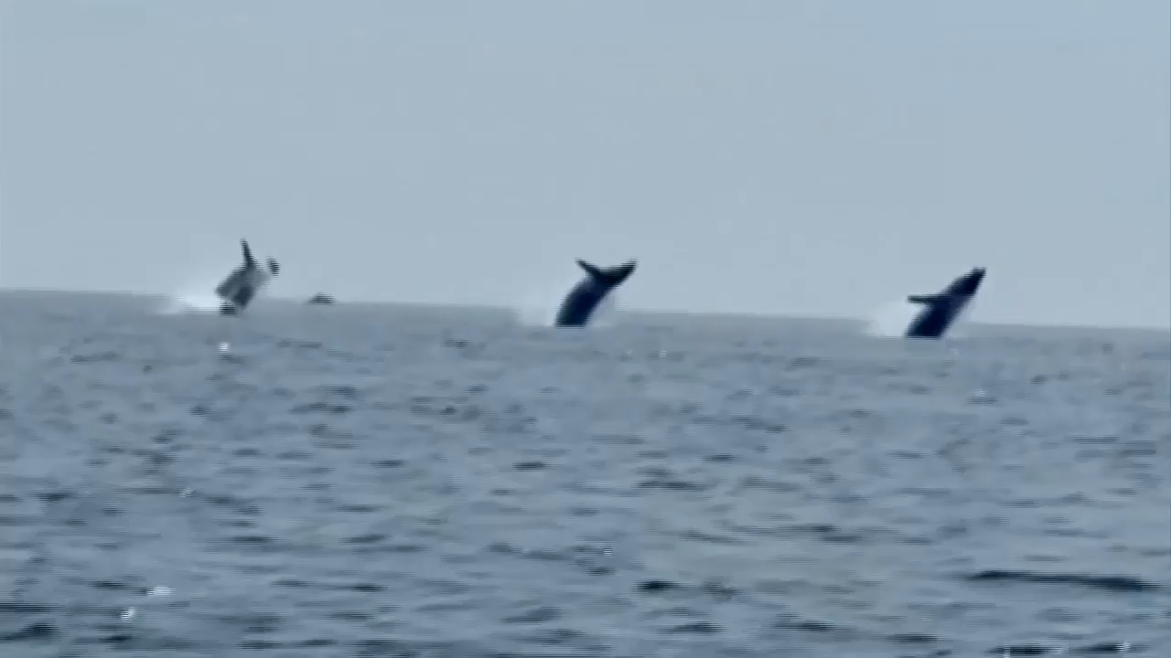 WATCH: Family films trio of whales breaching in sync off of Cape Cod