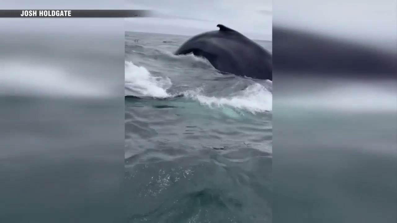 'Once-in-a-lifetime': Fisherman describes close encounter with two whales off Nantucket coast - Boston News, Weather, Sports - Vimarsana News