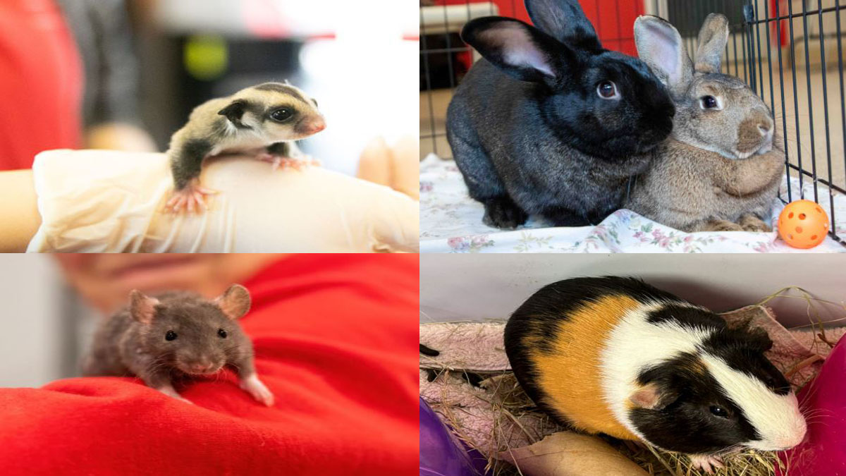 Animal Rescue League of Boston hosting Small Animal Adoptathon Boston News Weather Sports WHDH 7News Animal Rescue League of Boston hosting Small Animal Adoptathon Boston News Weather Sports WHDH 7News