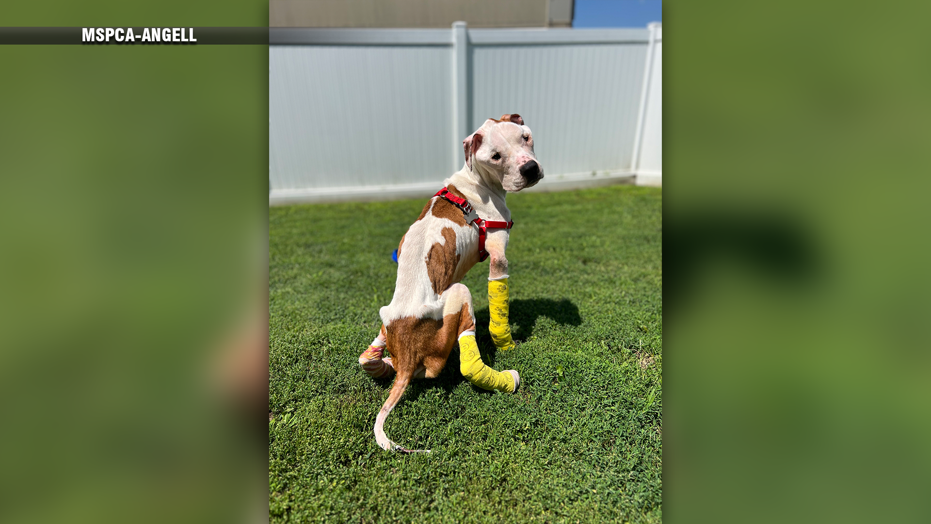 Emaciated' dog rescued near U.S. 35 in Wayne County