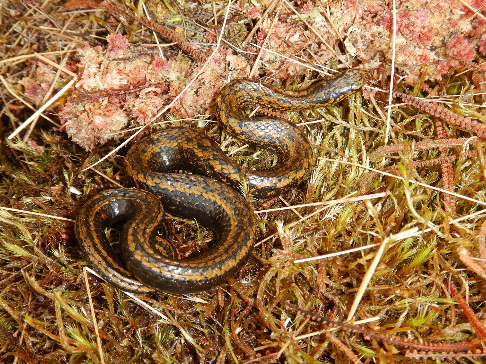 Speedy new species of snake uncovered in Australia, Newsroom