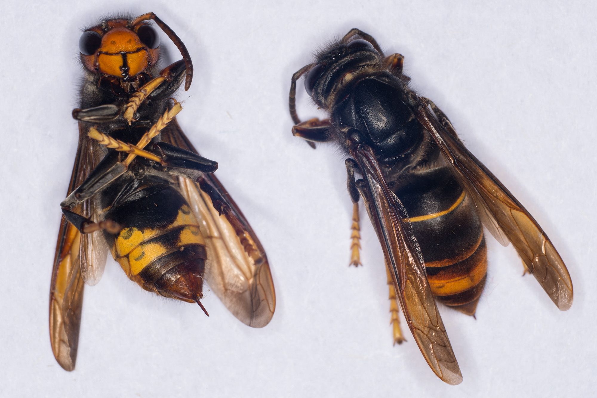 Invasive Yellow-legged Hornets Spotted In US For First Time, Pose ...