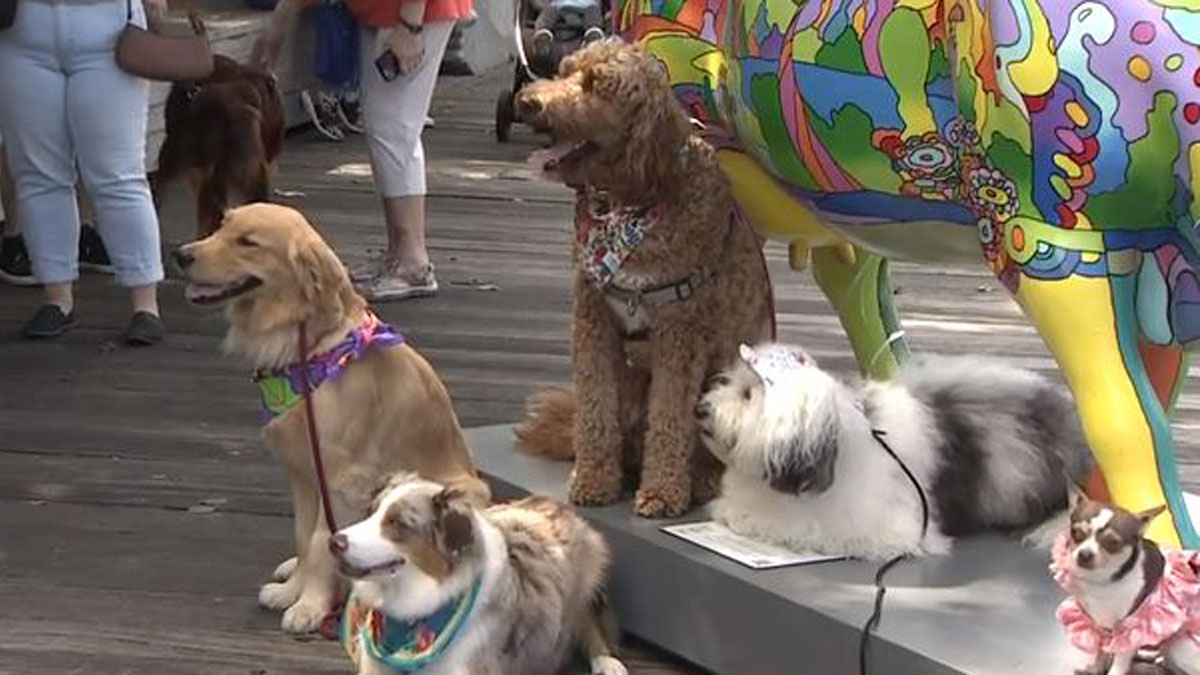 Melrose woman and her therapy dog visit all 75 Cow Parade cows to support The Jimmy Fund Boston News Weather Sports WHDH 7News Melrose woman and her therapy dog visit all 75 Cow Parade cows to support The Jimmy Fund Boston News Weather Sports WHDH 7News