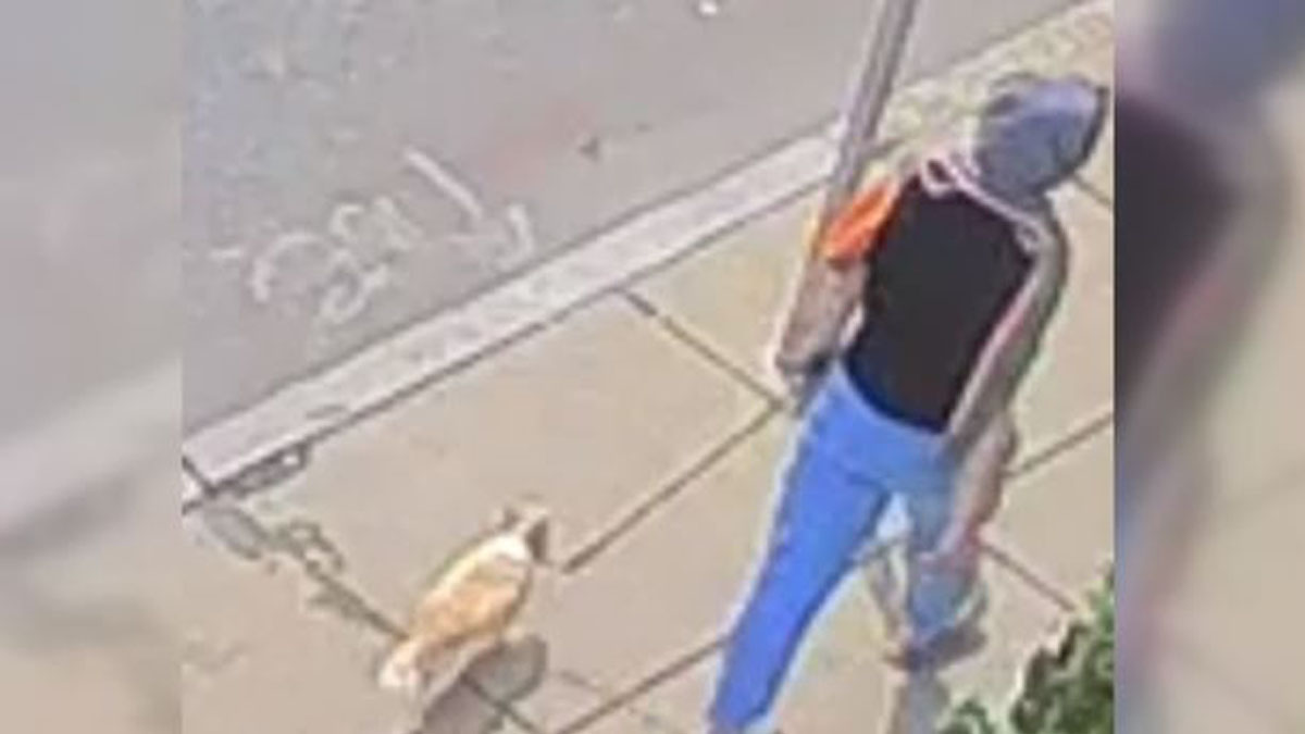 Hes my best friend Dog owners desperate plea after beloved pet stolen from Back Bay Boston News Weather Sports WHDH 7News Hes my best friend Dog owners desperate plea after beloved pet stolen from Back Bay Boston News Weather Sports WHDH 7News