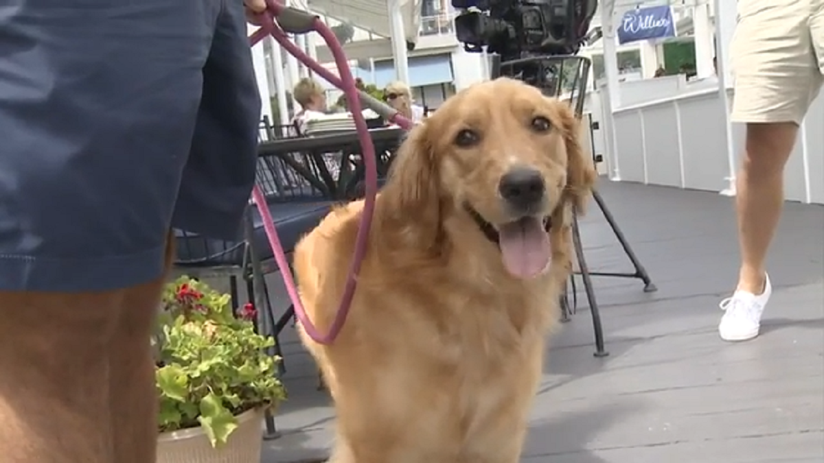 boston-couple-hoping-for-a-miracle-after-dog-eats-groom-s-passport-days