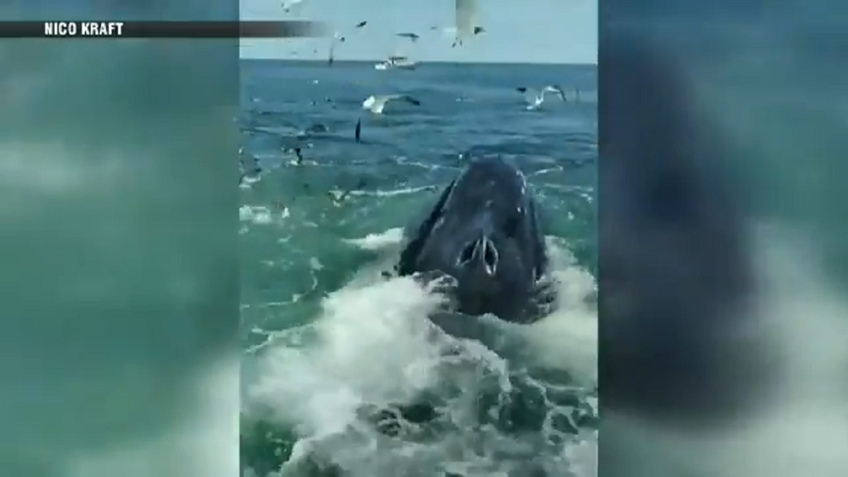 WATCH: Video shows whales breaching next to family’s fishing boat off ...