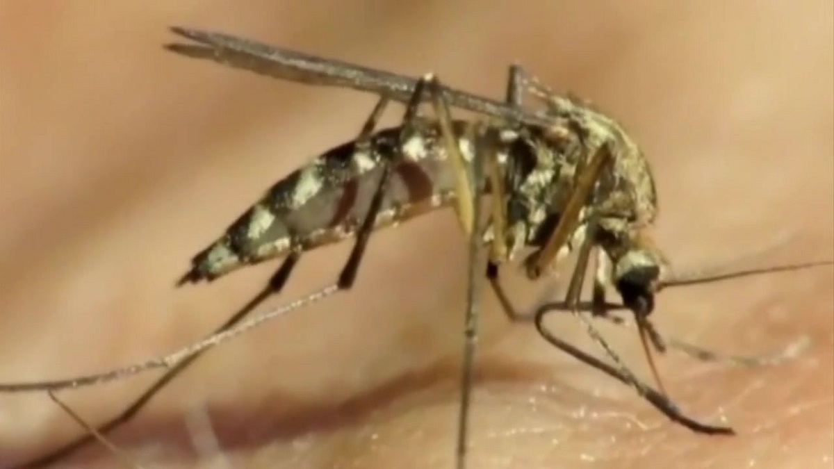 Dont Ignore This Eee Virus Confirmed In Central Mass Town Mosquitoes - 9h2jqjk