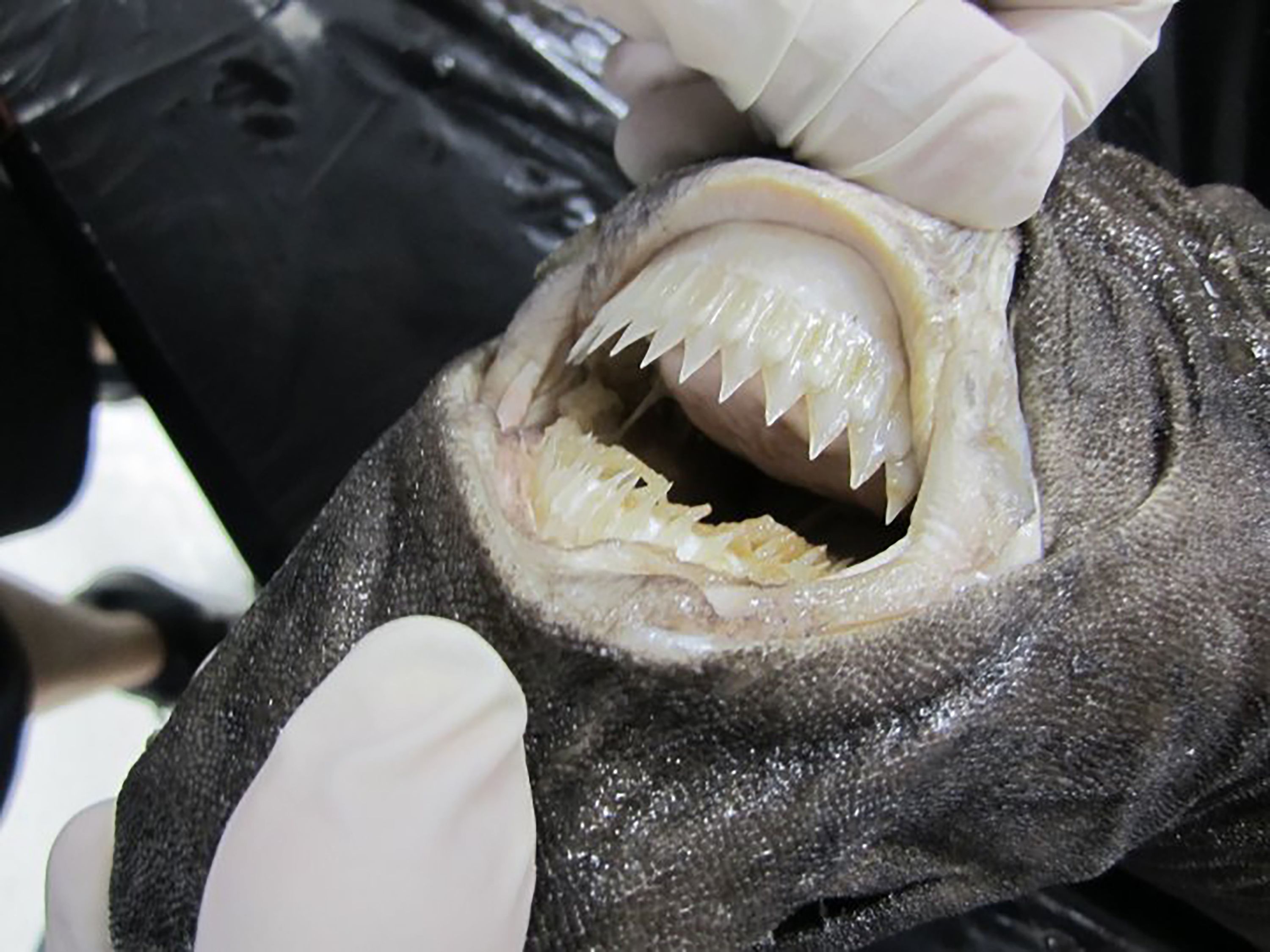 These small cookiecutter sharks sank an inflatable catamaran and