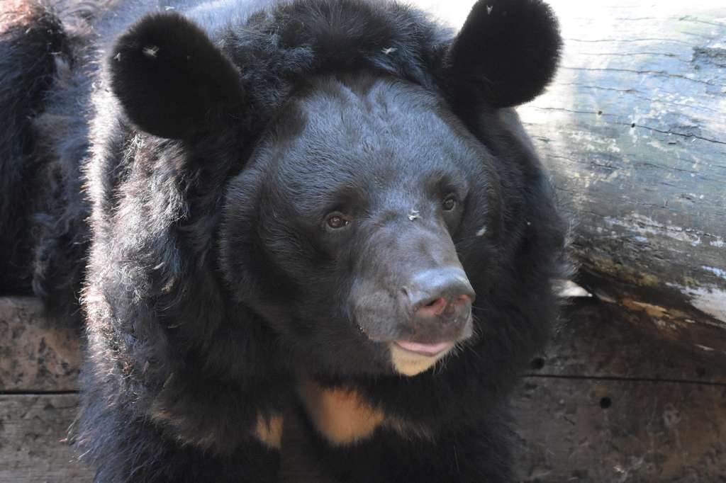 Шотландський зоопарк усиновив травмованого війною українського ведмедя