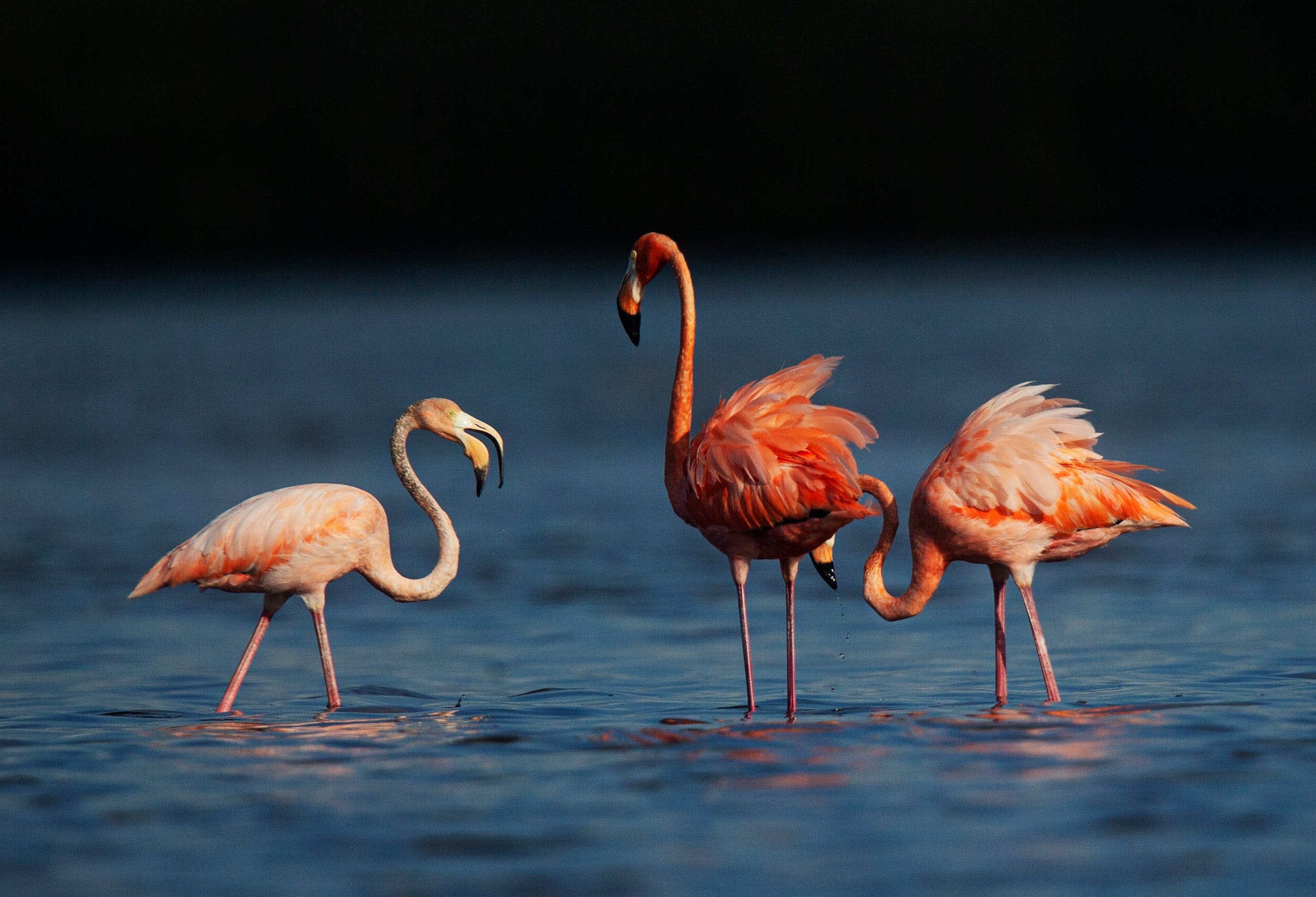 flamingo-sightings-are-pouring-in-from-states-where-the-birds-aren-t