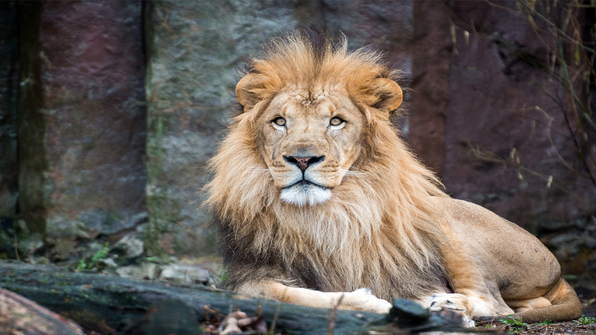 Franklin Park Zoo announces death of Kamaia their 14yearold lion  Boston News Weather Sports  WHDH 7News