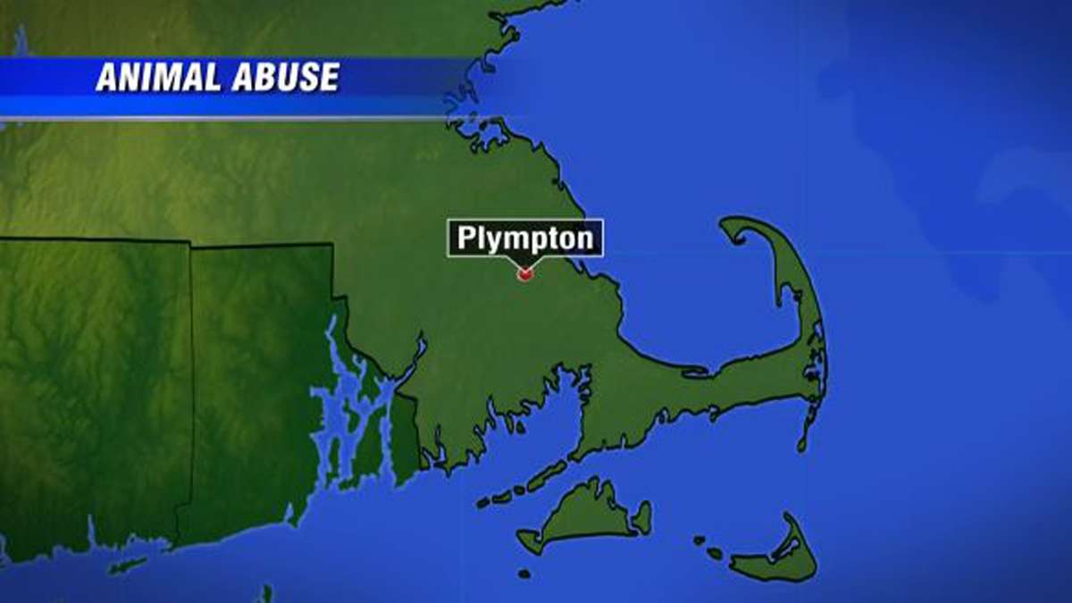 Horses seized from Plympton home amid animal abuse investigation - Boston News, Weather, Sports - Vimarsana News