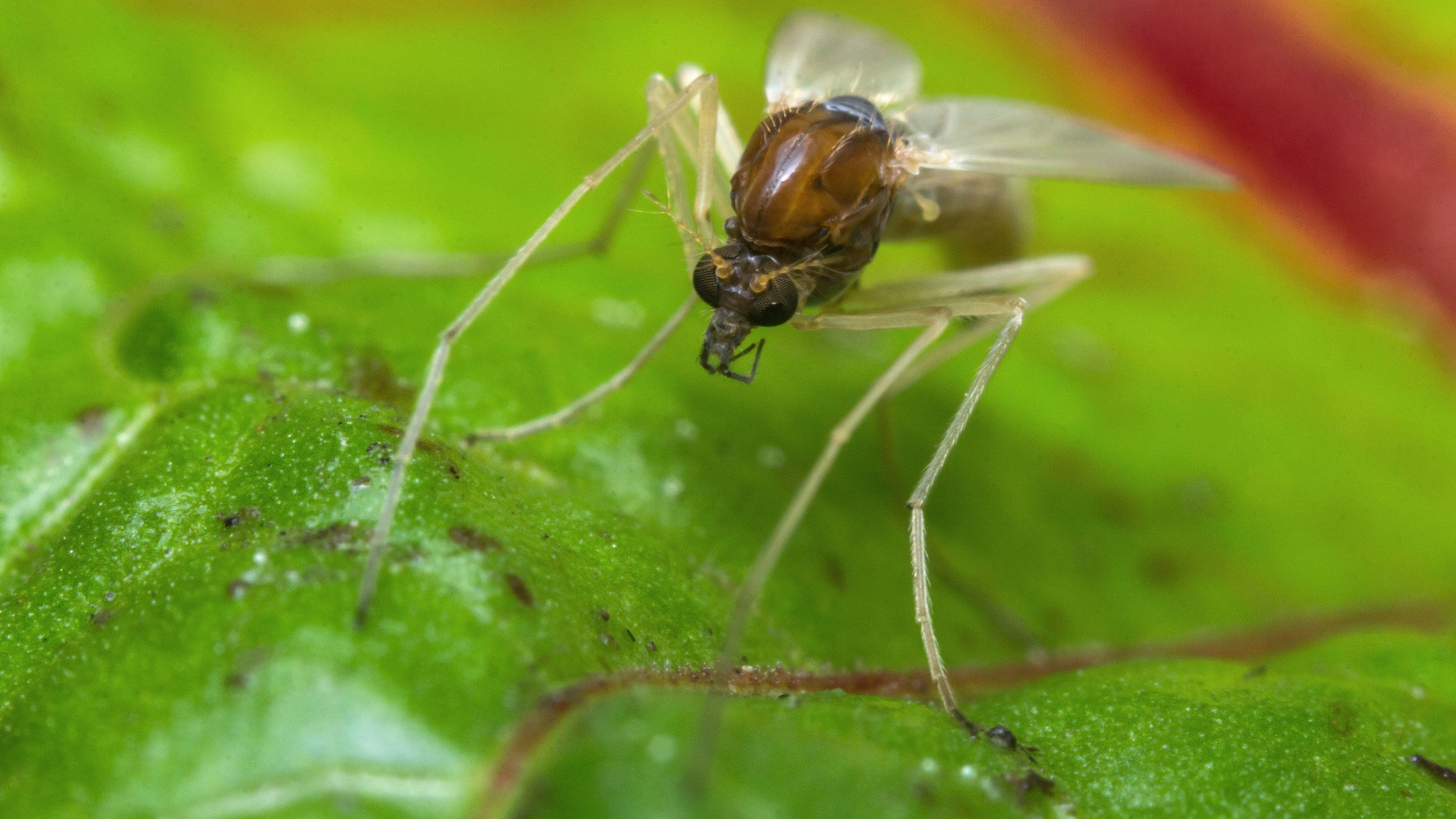 a-tropical-parasite-passed-through-the-bite-of-a-sand-fly-is-causing