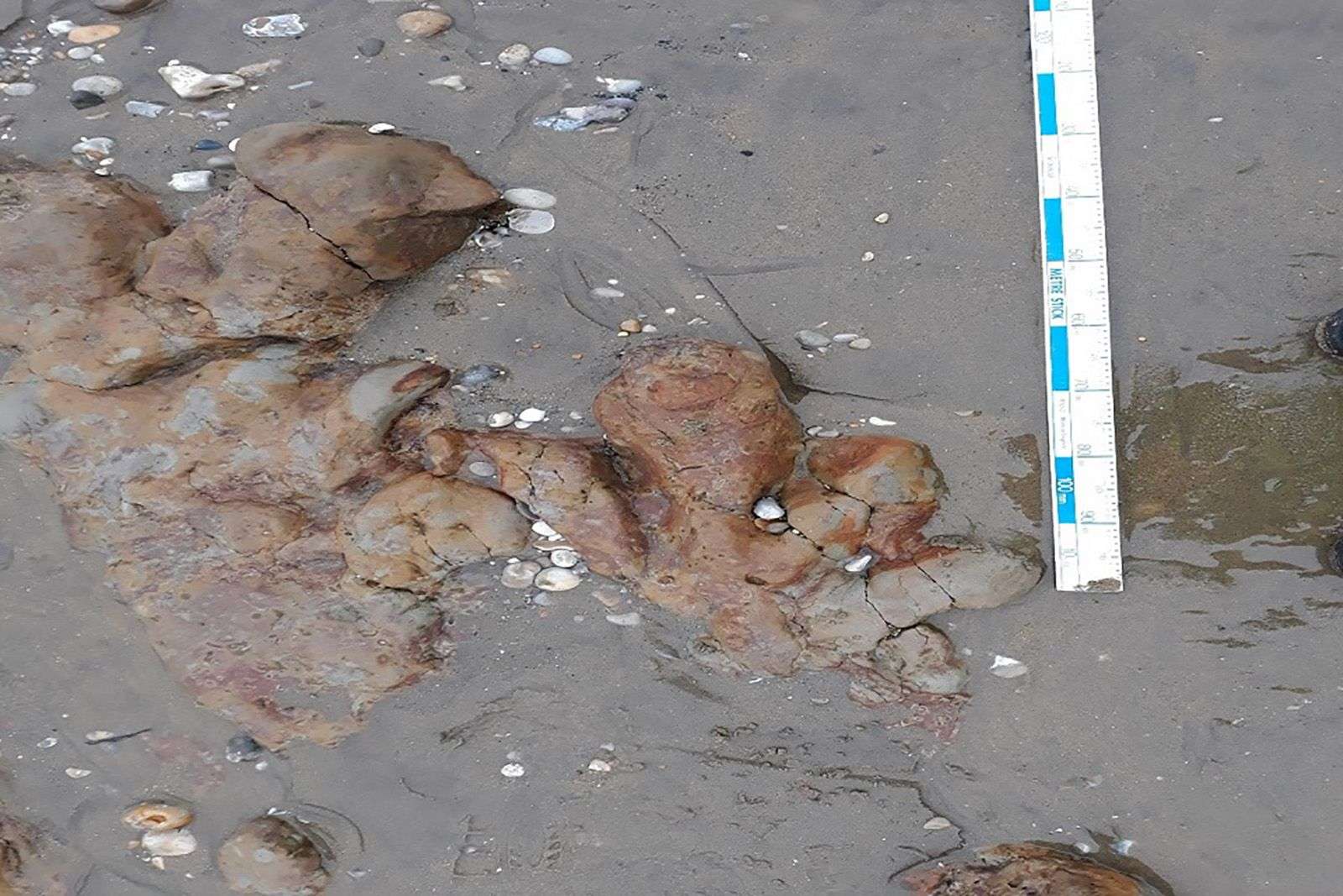 Dinosaur footprints uncovered on beach on England's Isle of Wight - Boston News, Weather, Sports - Vimarsana News