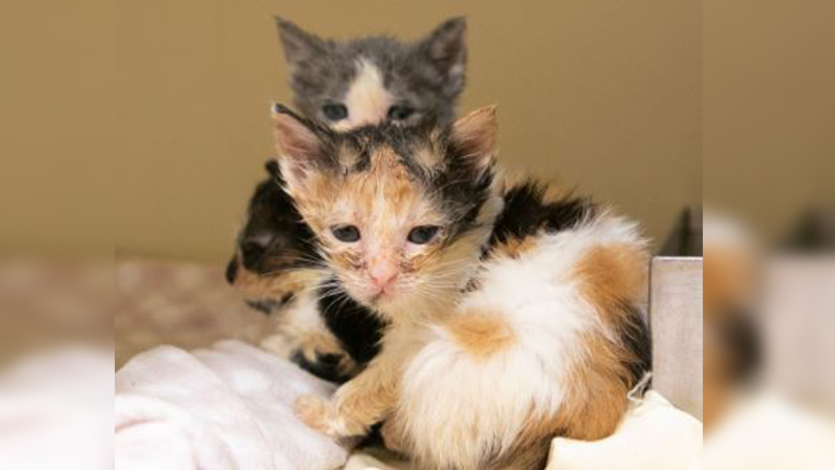 波士顿动物救援联盟照顾三只新生小猫，母猫在费尔河受伤