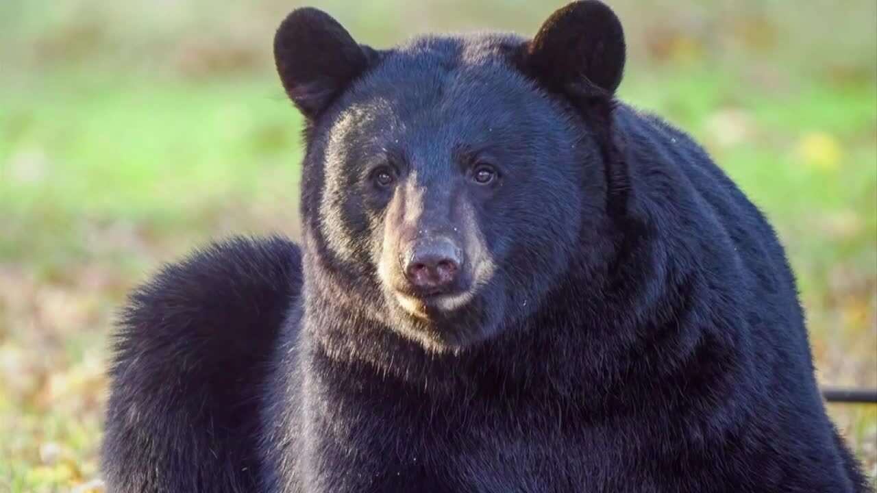 A bear seen in Whitman approached homes, sniffed pumpkins ahead of trick-or-treating - Boston News, Weather, Sports - Vimarsana News