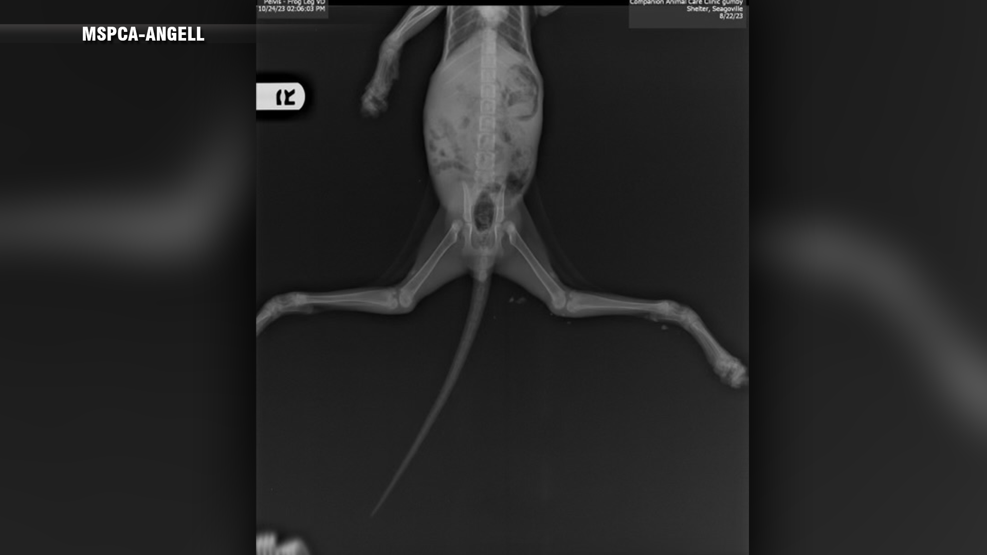 ‘We’ve never seen a cat quite like this’ MSPCA-Angell looks to find