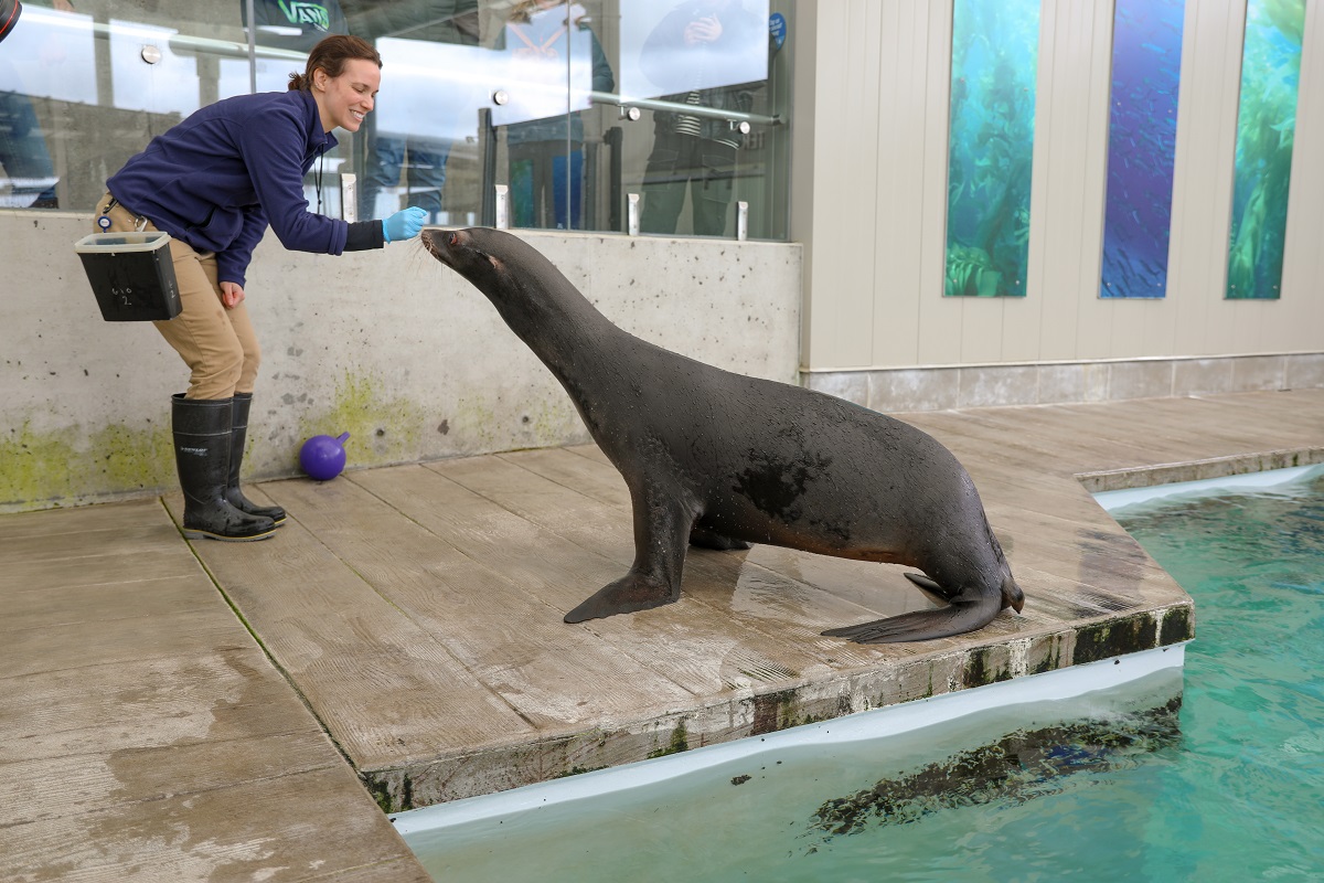 New England Aquarium Two New Sea Lions Boston News, Weather