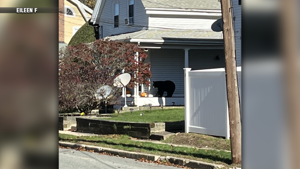 A Bear unfortunately had to be shot last night - livestock in