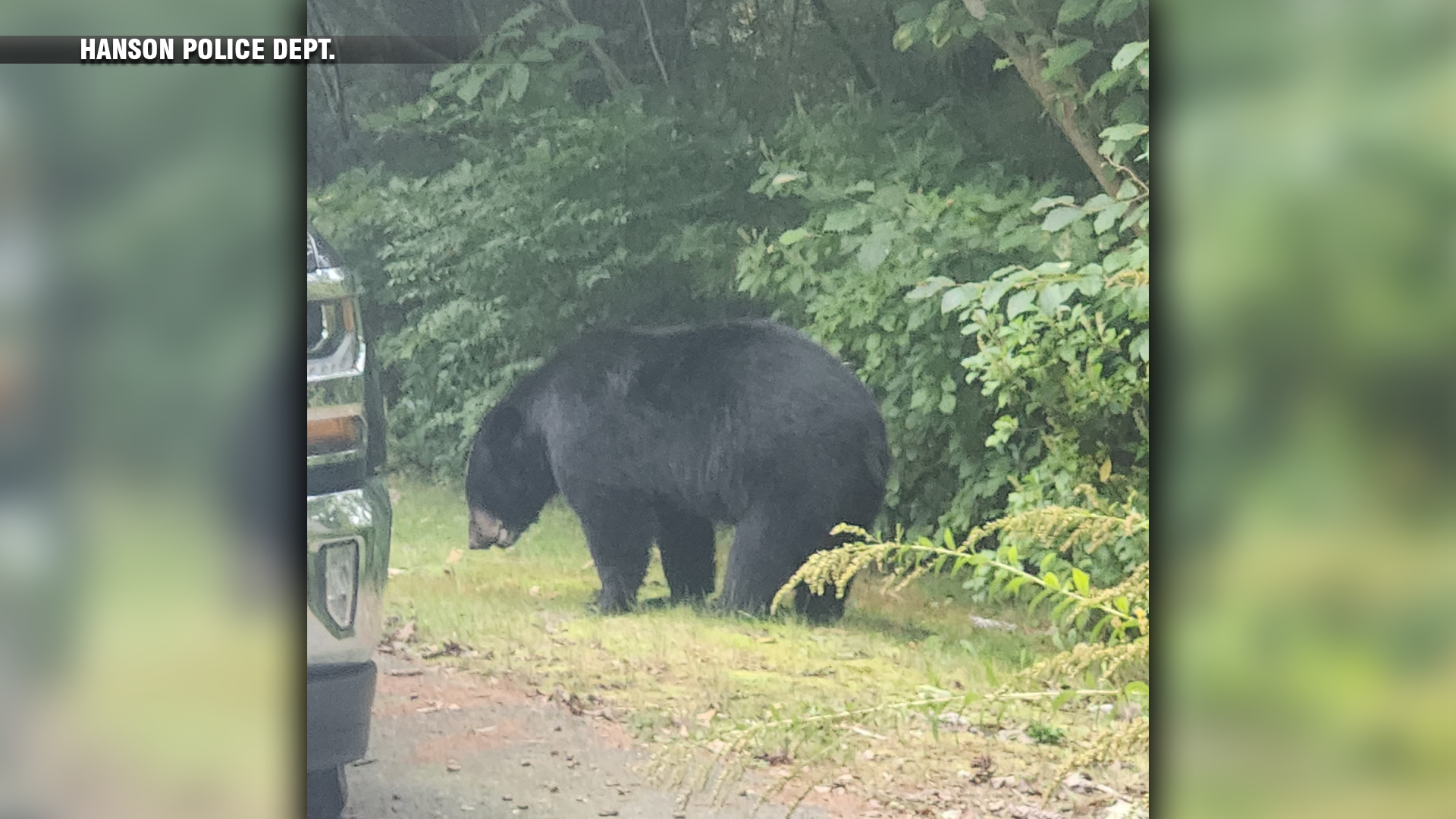 A Bear unfortunately had to be shot last night - livestock in