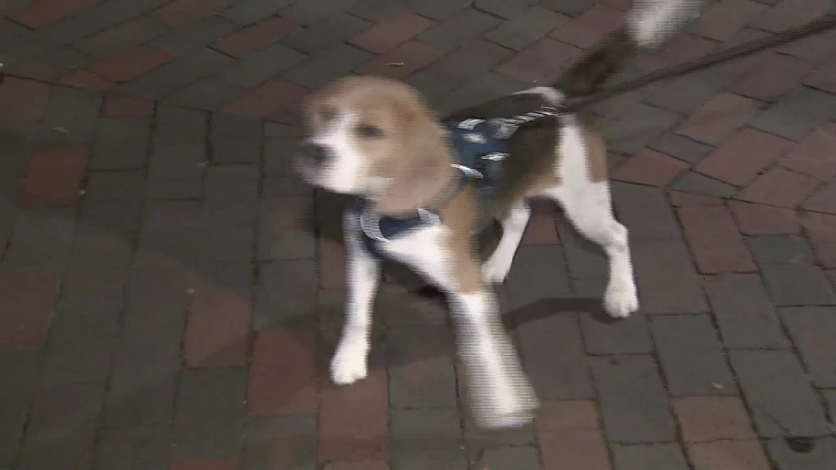 Dog recovering after ingesting bag of drugs while on walk in Boston – Boston News, Weather, Sports