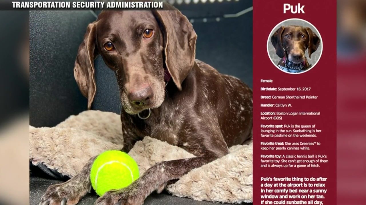 TSA S 2024 Canine Calendar Will Melt Your Travelin Heart Boston News   WHDH 2023 11 28 18h24 49 Cover 